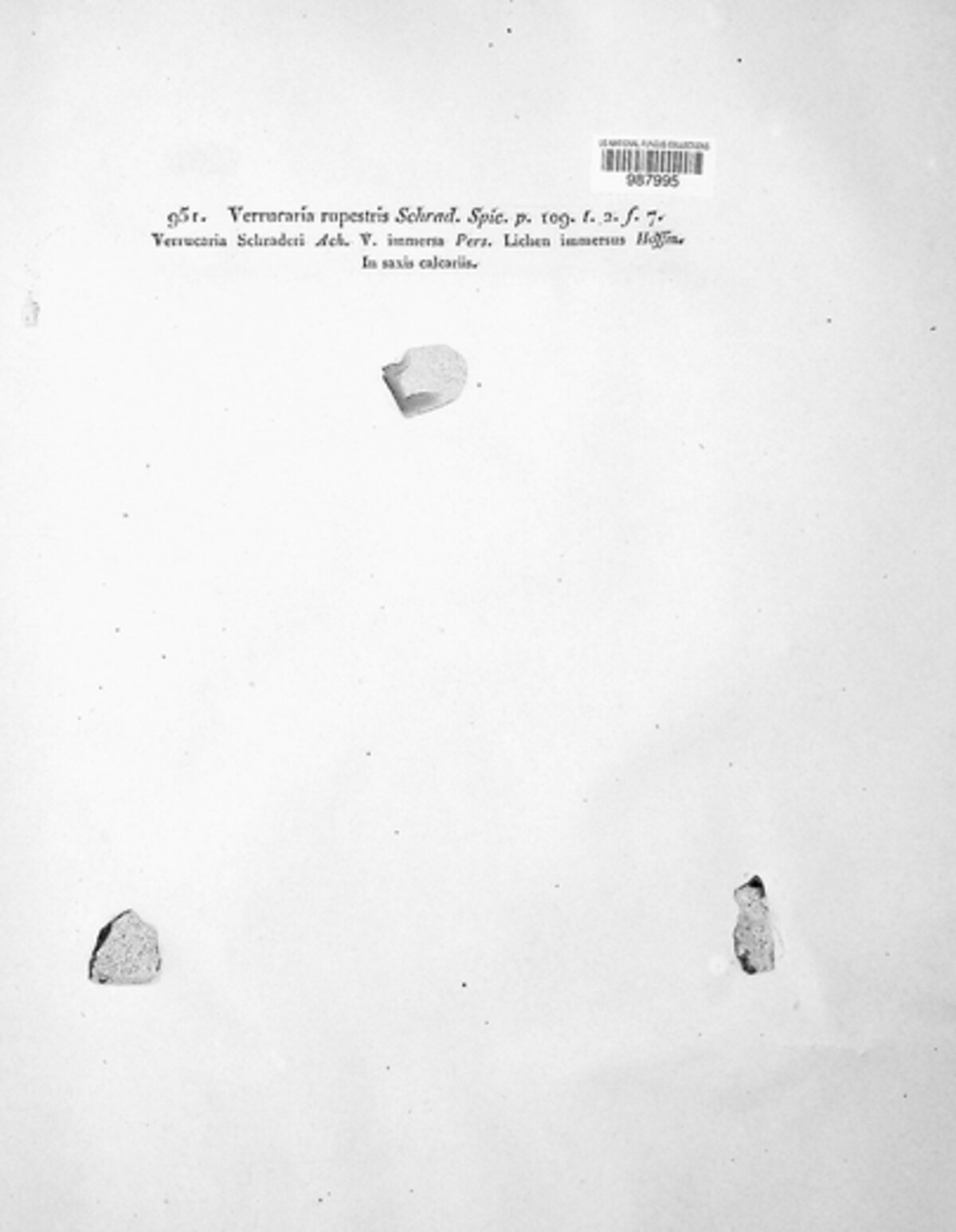 Verrucaria rupestris image